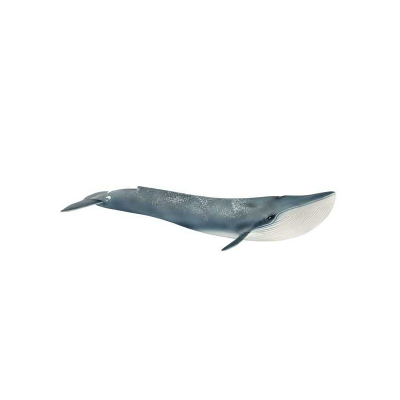 Imagen ballena azul