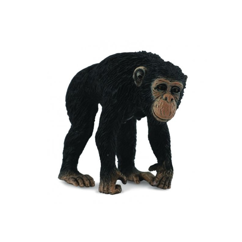 Imagen chimpance hembra