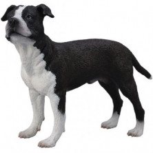 Imagen american staffordshire terrier