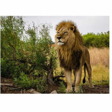imagen 1 de puzle rey de los leones 1000 piezas