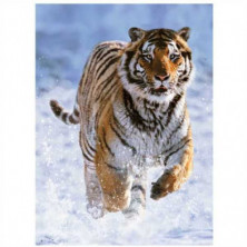 imagen 1 de puzle tigre en la nieve 500 piezas