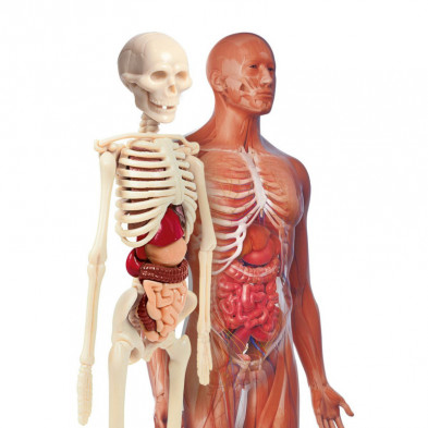 imagen 1 de laboratorio de anatomía  del cuerpo humano clement