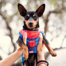 imagen 4 de camiseta perro single jersey spiderman t. xxs