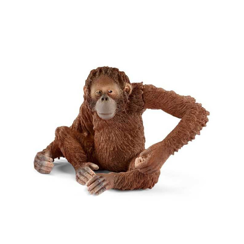 Imagen orangután hembra