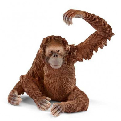 imagen 1 de orangután hembra