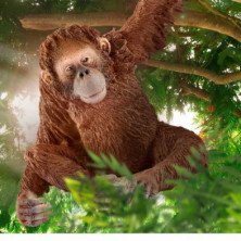 imagen 2 de orangután hembra