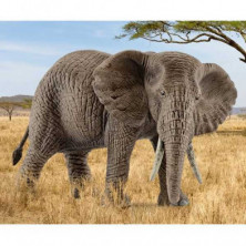 imagen 1 de elefante africano hembra
