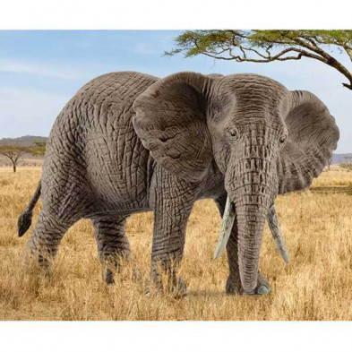 imagen 1 de elefante africano hembra