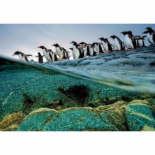 imagen 1 de puzzle pingüinos national geographic 1000 piezas c
