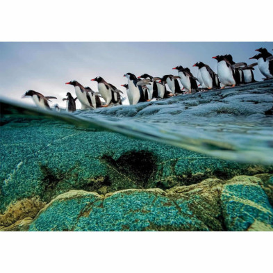 imagen 1 de puzzle pingüinos national geographic 1000 piezas c